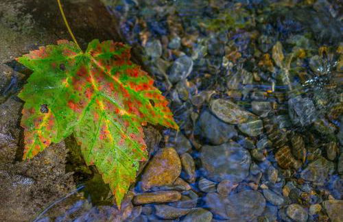 Lazy Bear Den - Foto 33