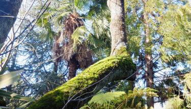 Family Secrets Santo André - Foto 2, Garden