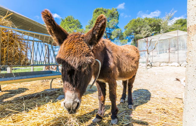 La Carraia - Foto 41