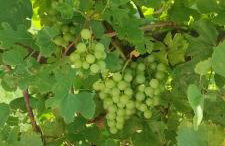 Jeziorosfera. Stodoła przy wodzie. - Foto 41