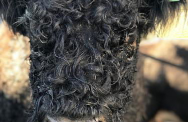 Lodge Cabin with Fabulous Views - Farm Holiday - Foto 67