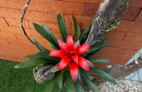 Morada dos Butiás - Photo 9