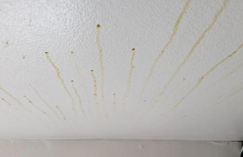 Plant House - Foto 18