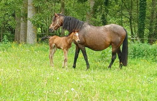 Gîte du LERRE Baie du Mont St Michel Meublé de Tourisme 3 Etoiles - Foto 24