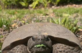 1mi to Beach Jungle Bungalow 1 acre with Pool - Foto 16