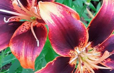 Cherokee mountain log cabin resort - Foto 144