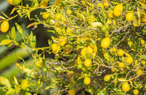 Villa Sabita - PlusHolidays - Foto 57