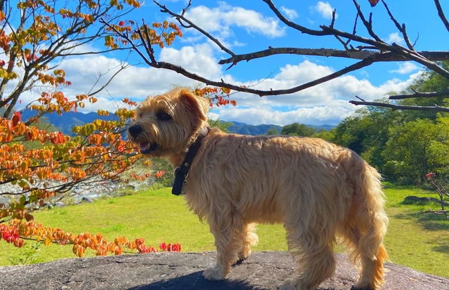 Hakuba Powder Mountain - Foto 79