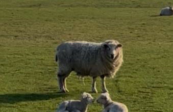 Chalet K94 - Sunset View - Foto 29