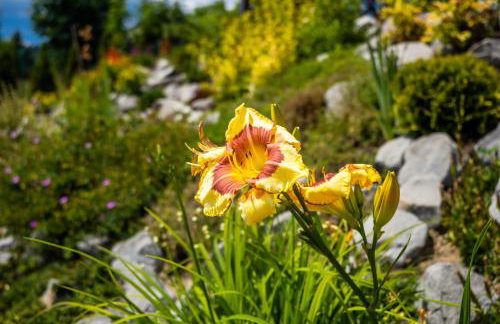 Apartamenty Black Lion - Foto 59