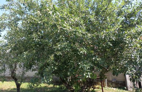 Appartamento in Cascina Cortazza - Foto 34