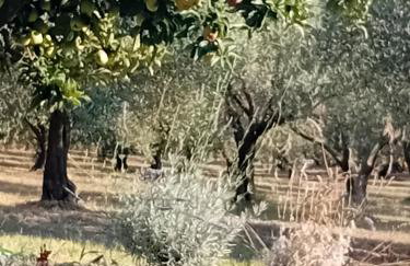 Κτήμα Verde - Foto 52