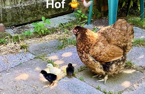 Diershof Walsrode - Foto 6