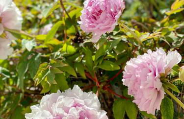 Ravissante maison à St Paul de Vence - Foto 37