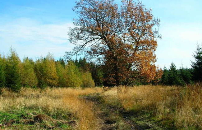 Bungalow by High Fens Trails - Foto 24