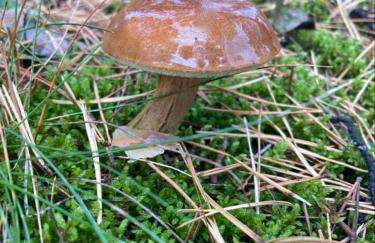 Chatka Baby Agi - Foto 49