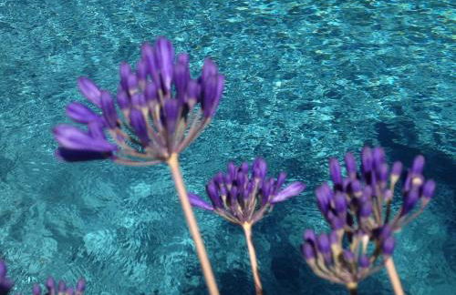 La Vigne et L'Olivier - Foto 23