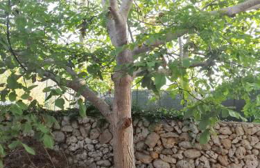 Charming House Muro Leccese + Terrace - Foto 13