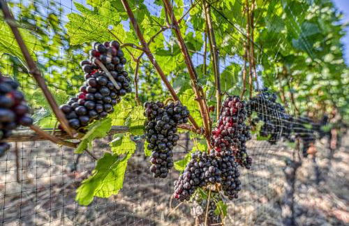 King's Queen - Foto 33