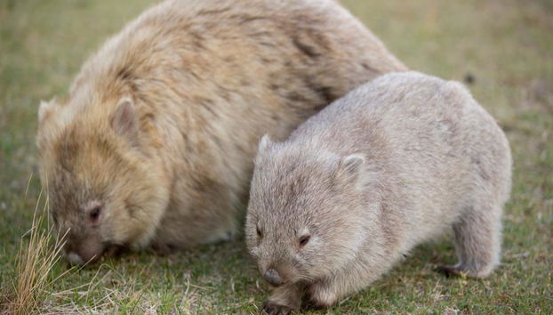 Maria Island National Park Tour - Foto 5