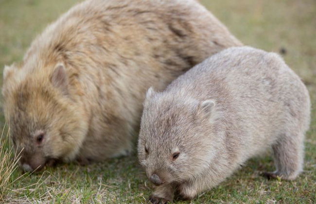 Maria Island National Park Tour - Foto 5