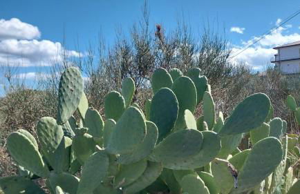 Il Calice dell'Etna - Foto 70