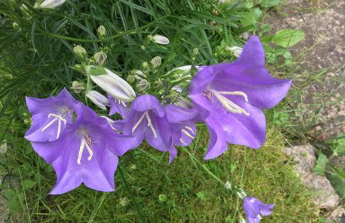 La Maisonnette de Senlis - Foto 33