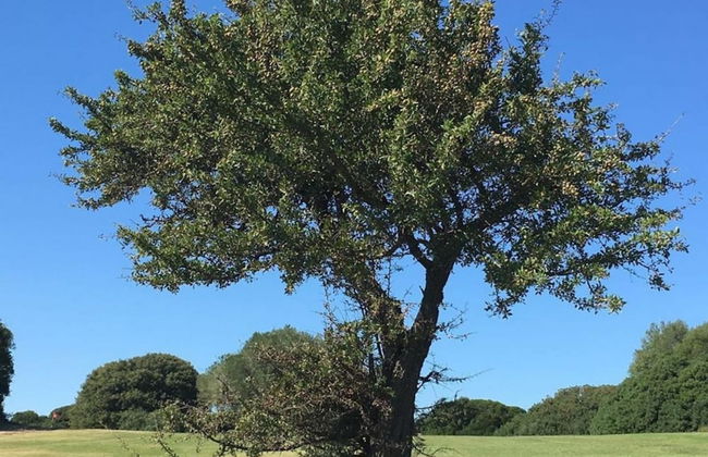 Botanic Golf SaCuba & Resort - Foto 13