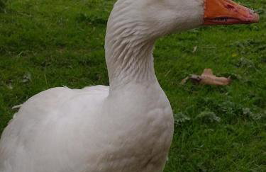 Altana całoroczna Vira numer 7 Herbergerówka Agroturystyka na wsi - Foto 32