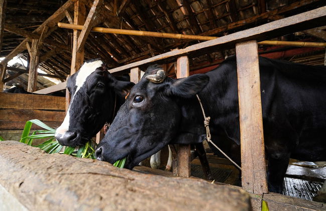 OYO Homes 91006 Eco Tourism Desa Cibodas Areng 5 Syariah - Photo 43