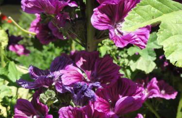 ruhiges Wohnen am Lama und Maine Coon Hof in Alleinlage in Biederbach 3 Zimmer mit Kochgelegenheit Bad - Foto 58