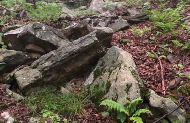 Blue Knob Bear Den (Nordic Center/Golf Course) - Foto 23