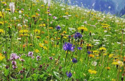 Tiny House Igluhut - Foto 72