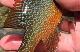 Liberty Cabin on Collier Creek - Foto 41