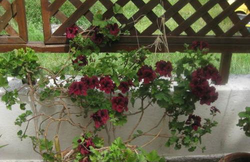 Old cottage in Town - Foto 22