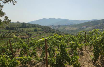 Quinta dos Padrinhos - Suites in the Heart of the Douro - Foto 66