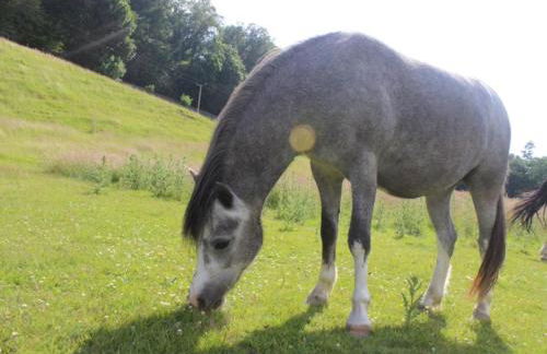 Bryn Melyn Farm Cottages - Foto 10