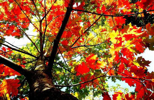 Ideal Villa in Vila Nova de Famalicão with Private Pool - Foto 36