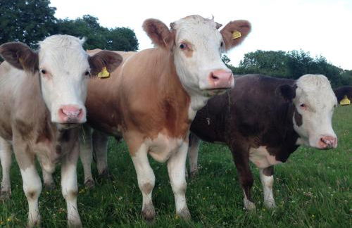 David's Organic Farm Wales - Foto 19