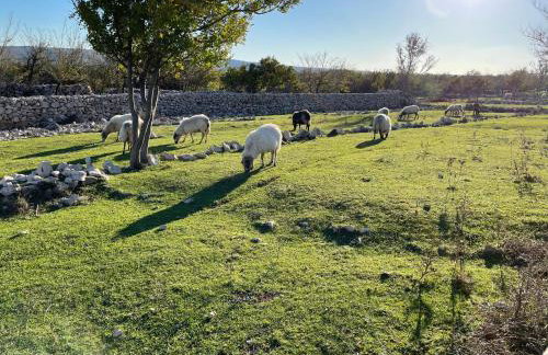 Villa Mikulica - Photo 26