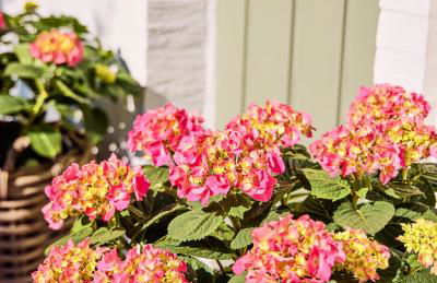 Watthüs Morsum mit Kamin und traumhaftem Garten - Foto 18
