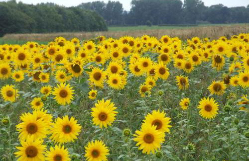 Charming Woodland Lodge 2 person 1 bedroom - Foto 26