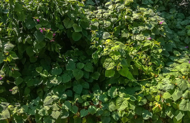 Amarylis Apartments - Foto 42