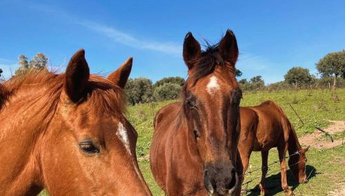 Agriturismo Is Conchisceddas - Foto 4