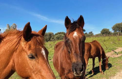 Agriturismo Is Conchisceddas - Foto 5