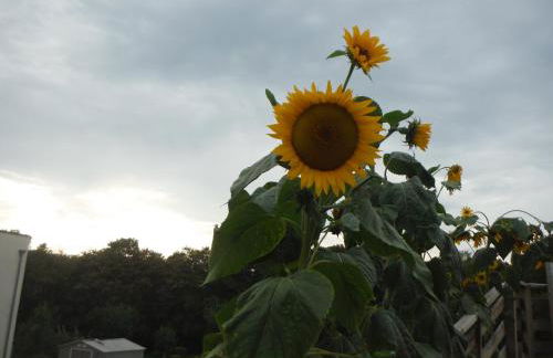 Holiday Home Near Lake and Leisure in Clos du Bannet - Foto 39