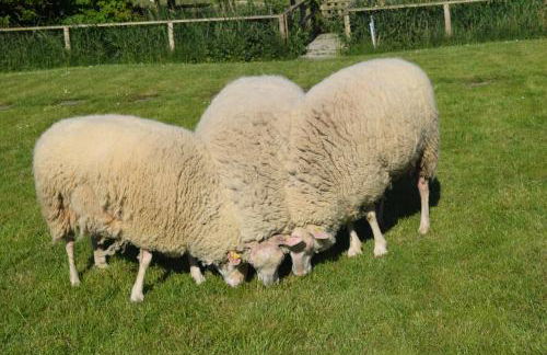 Der historische Silberhof von 1856 - Foto 45