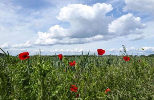 Snug Apartment in Kalkhorst with Terrace near City Center - Foto 66