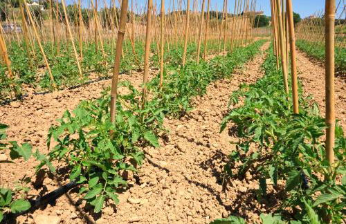 Terra di Ea - Foto 68