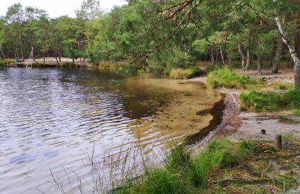 Domki pod Łebą - Photo 50